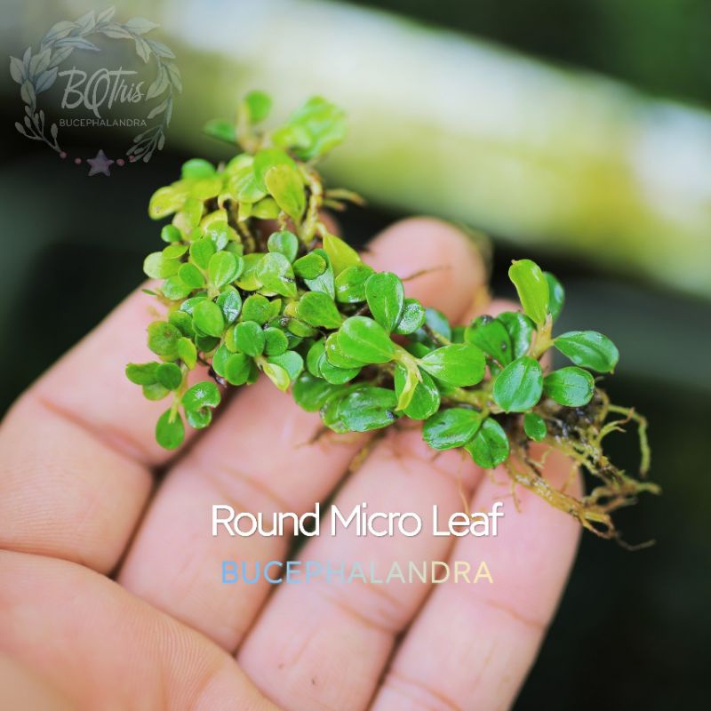 Bucep Micro siêu bé ○ cây thủy sinh ○ lá cạn ○ theo bụi