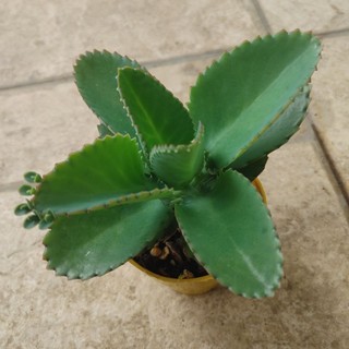 Cây bỏng
