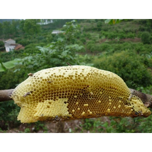 Mật ong hoa rừng 100% tự nhiên nguyên chất