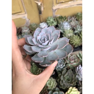 Sen đá Hồng phấn size bầu