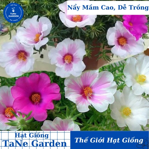 100h Hạt Giống Hoa Mười Giờ Mỹ Đơn Mix - TaNe Garden