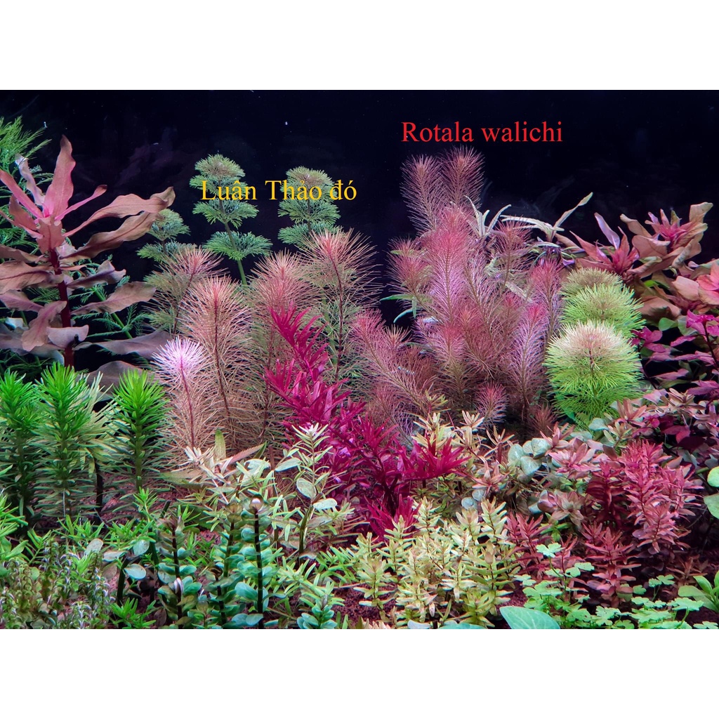 Cây Thủy Sinh Rotala Wallichii - Trồng trung hoặc hậu cảnh cho hồ thủy sinh, hồ cá