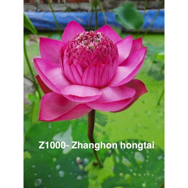 Hạt sen thái tứ quý
