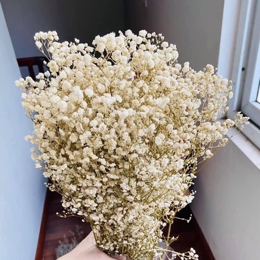 Hoa Baby mini, Hoa khô làm thiệp, đồ handmade