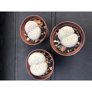 Sen Thạch Lan Dòng Dinterthanus, Lithops Sen Mông 1,5-2cm