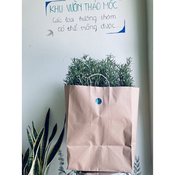 Cây Hương Thảo Rosemary gói giấy JUN GARDEN