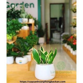 [ Quà Tặng Kèm ] Cây lưỡi hổ thái viền vàng