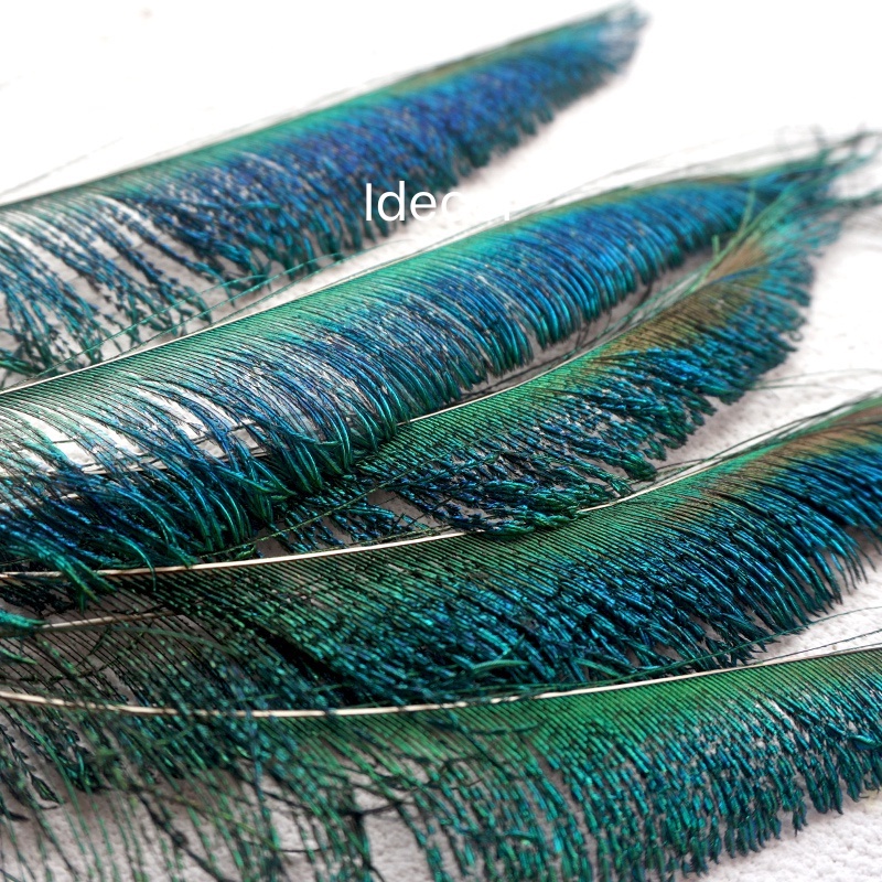 Lông công rìa dùng trang trí điểm tô một vài cành xung quanh bình lông công