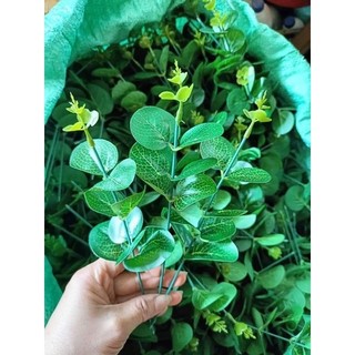 Cành táo trang trí, cắm hoa