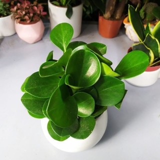 Chậu mềm trường sinh xanh - bán ảnh cuối