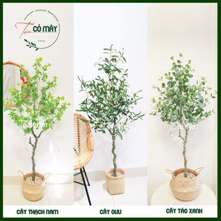 Cây giả oliu, táo, thạch nam cao 1m5,1m4,1m3