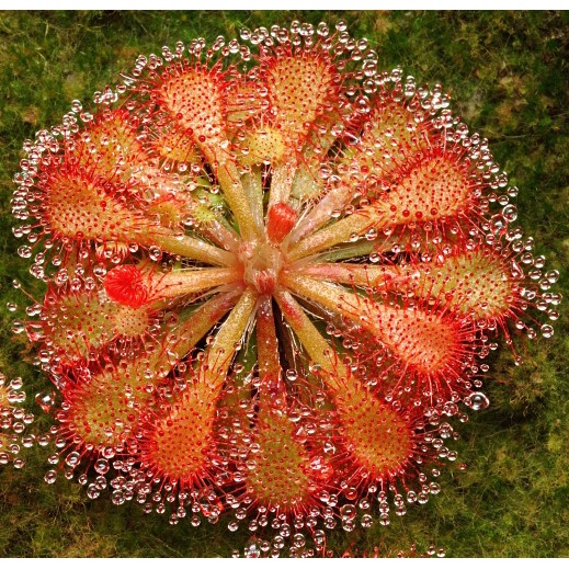 Cây gọng vó Drosera Tokainensis bắt mồi bằng keo dính