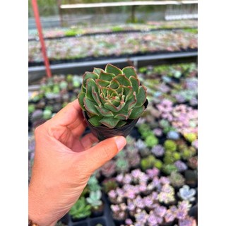 Sen đá San hô xanh size nhỏ 4-4,5cm, thích nghi mọi khí hậu, lỗi 1 đổi 1