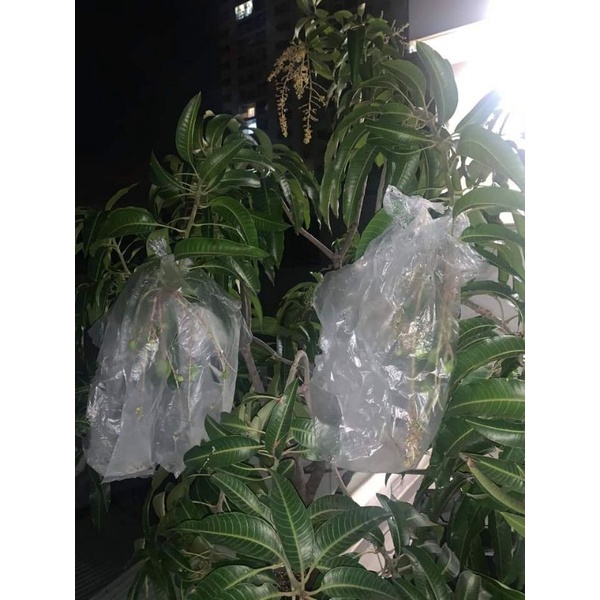 Xoài Thái siêu lùn  siêu sớm