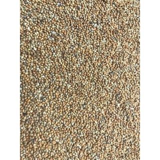 Kê đỏ hạt nhỏ gói 2kg là loại hạt dinh dưỡng cao cho yến phụng và một số chim cảnh khác..