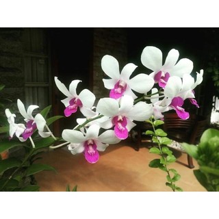Combo 3 cây hoa lan 5ctqd giống cao 7-12cm
