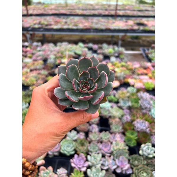 sen đá Hồng Xám size nhỏ 4-4,5cm, đẹp lắm, hư 1 đổi 1