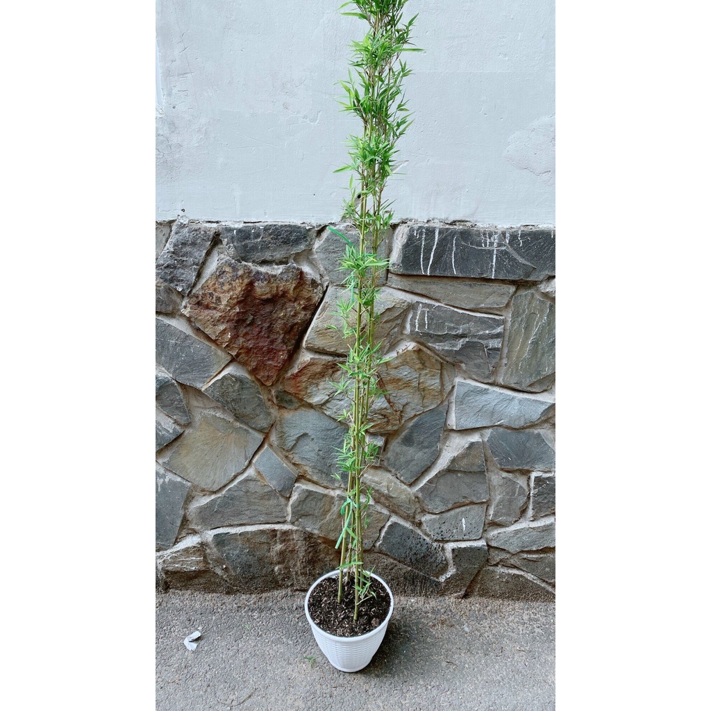 Trúc Quân Tử Kèm Chậu Nhựa