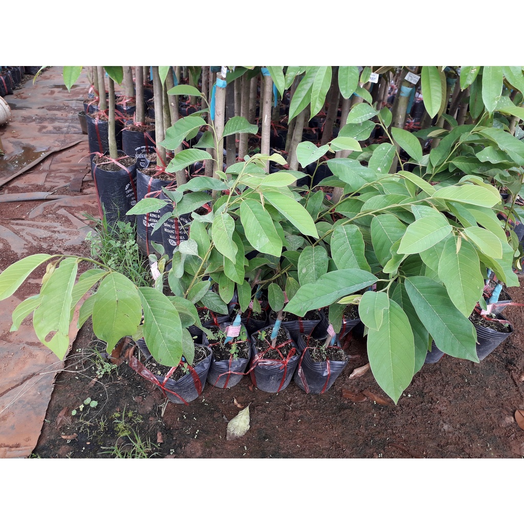 CÂY GIỐNG NA DAI. [ 2 NĂM THU HOẠCH ] [ GHN Express ]