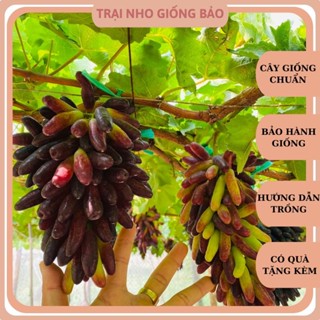 Cây Nho Giống Ngón Tay Úc