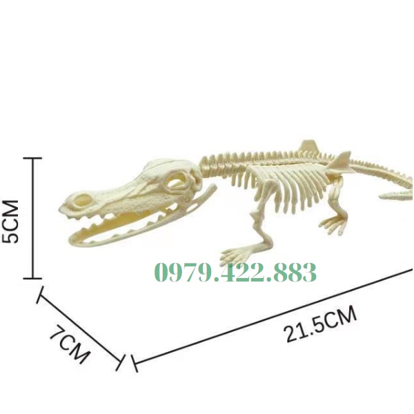 Bộ Xương Khủng Long Cao Cấp 16-22Cm