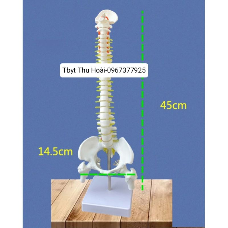Mô hình cột sống  cao 45cm- Mô hình xương người- mô hình giảng dạy -mô hình trắng cứng và mô hình có màu