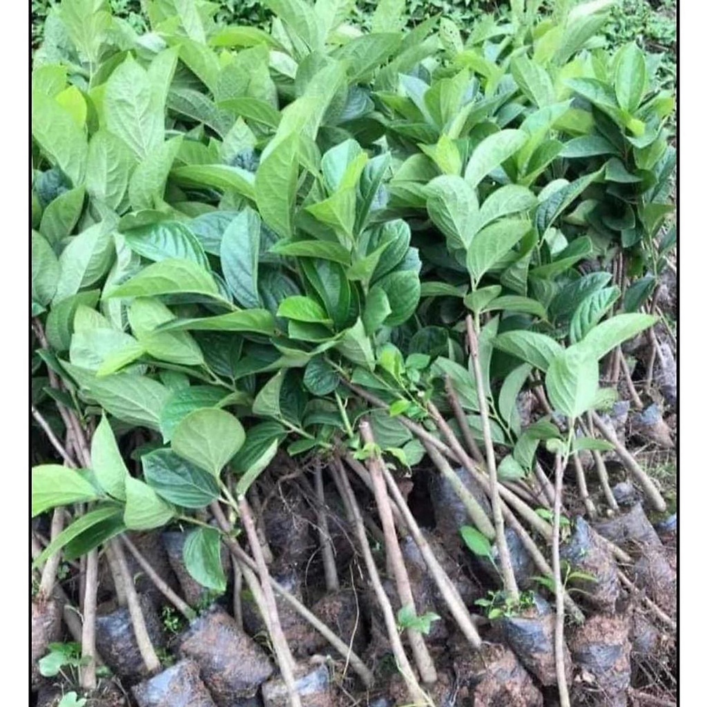 CÂY GIỐNG HỒNG GIÒN - SIÊU TRÁI, SIÊU GIÒN, NGỌT