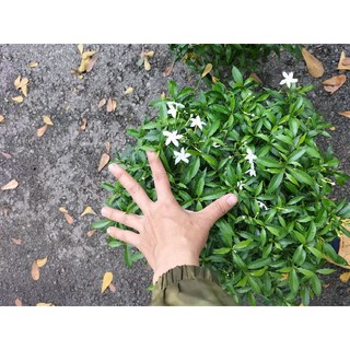 Cây mai vạn phúc (mai tiểu thư)