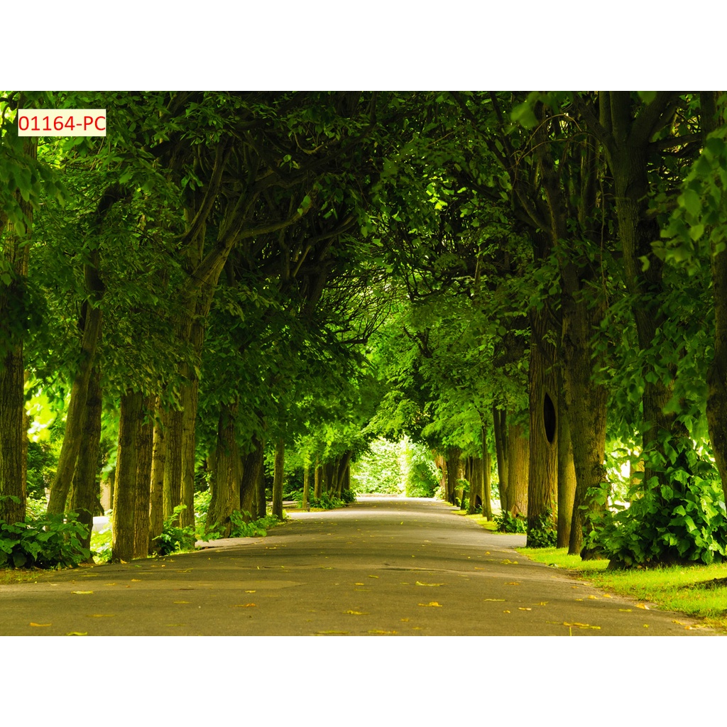 Tranh 3D Dán Tường Hàng Cây Khổ Lớn mẫu mới nhất