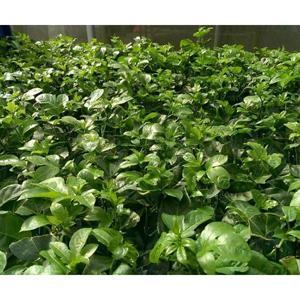 CÂY GIỐNG Chanh dây ngọt Colombia