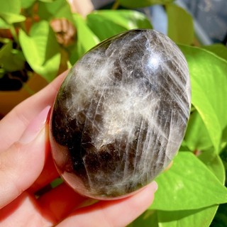 Palm đá Black Sunstone