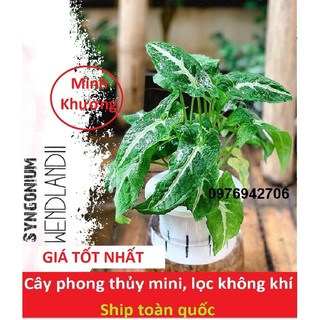 Cây Trầu Bà Nhung Syngonium Wendlandii -giao cây tương tự ảnh cuối nha-cây phong thủy, lọc không khí -bscc
