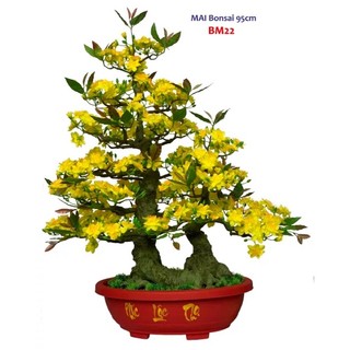 Mai chậu bonsai bm22 95cm