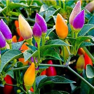 Hạt giống Ớt Ngũ Sắc, Dễ Trồng, Đẹp Mắt, Cây Vừa Làm Cảnh Vừa Làm Gia Vị (Gói 40 Hạt) - GÓI HÃNG UY TÍN