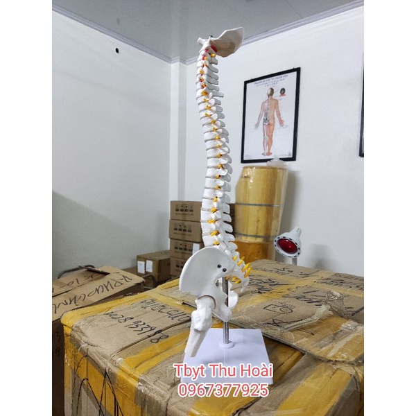 Mô hình cột sống  cao 45cm- Mô hình xương người- mô hình giảng dạy -mô hình trắng cứng và mô hình có màu