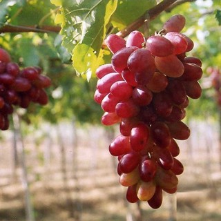 Cây nho giống - nho Ngón tay Ninh Thuận (NH01-152)