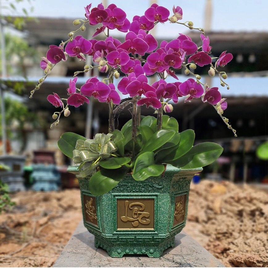 Khuôn chậu lục giác 45cm hàng Việt khuôn dày dặn,mẫu hoa văn đa dạng