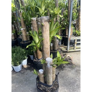 Cây thiết mộc lan 5 thân