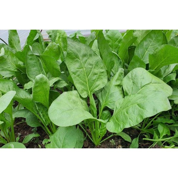 100H _#Hạt _giống_ rau_ cải_ bó _xôi .  .