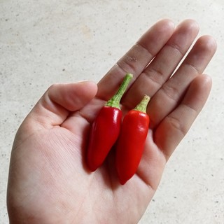 20 Hạt Ớt Chùm Thái