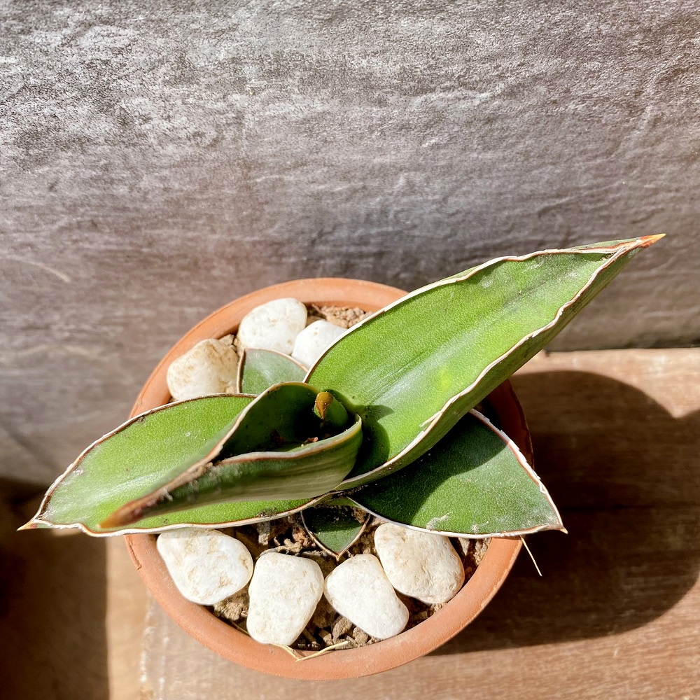 Cây lưỡi hổ Samurai để bàn hút bức xa máy tính