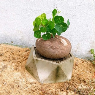 củ bình vôi phong thủy
