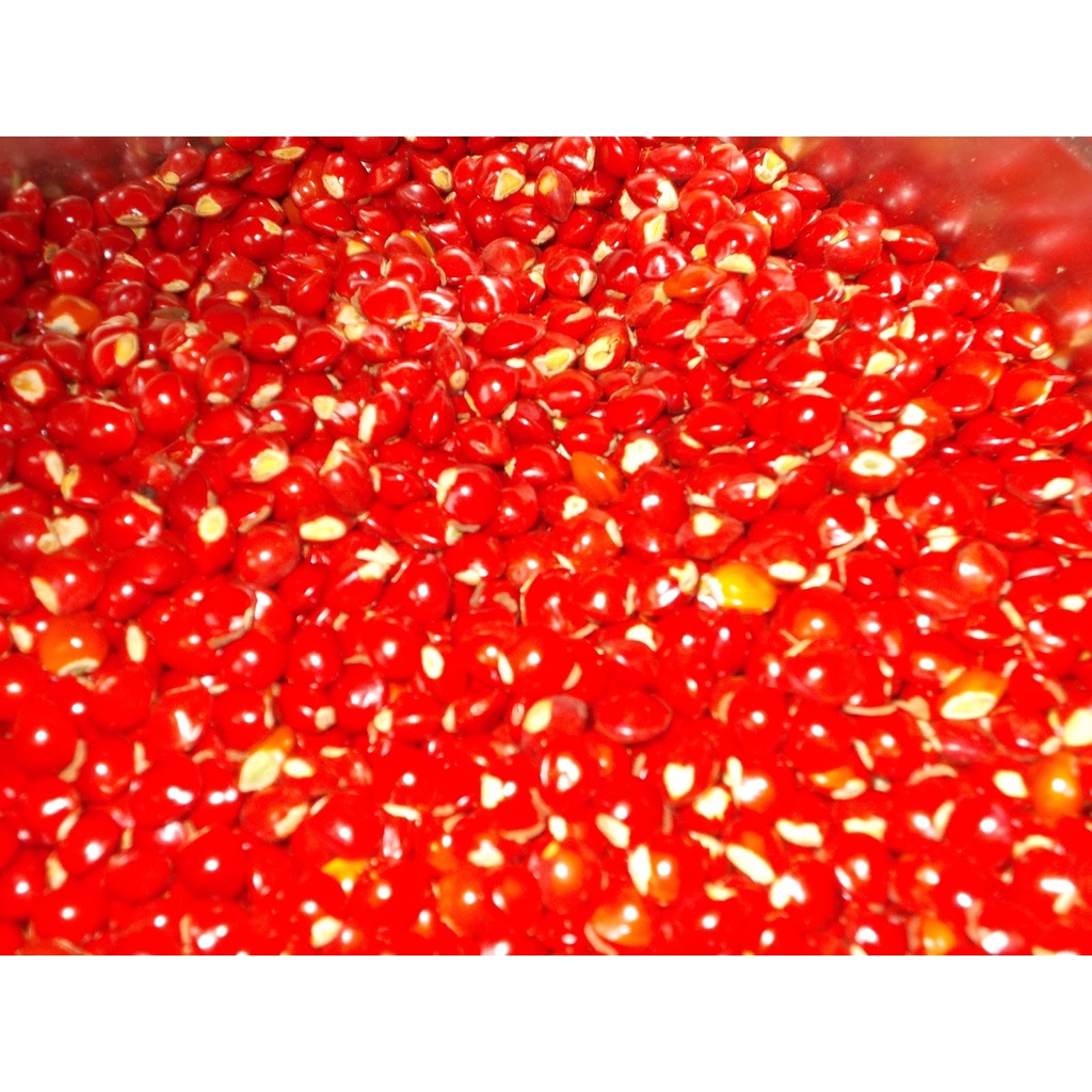 500 gram HẠT GIỐNG CẨM LAI ĐỎ [ Hạt tuyển chọn với tỷ lệ nảy mầm cao > 95% ] [ RẺ HƠN HOÀN TIỀN ]