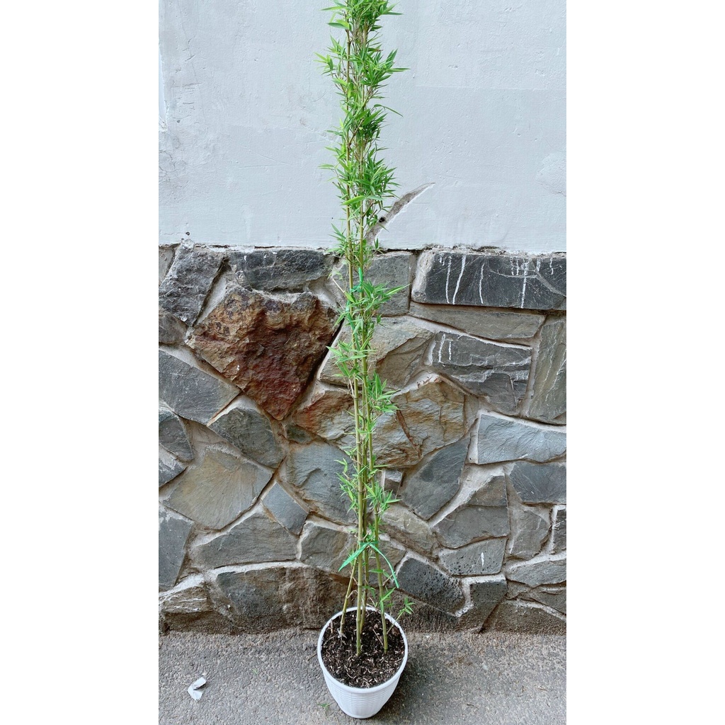 Trúc Quân Tử Kèm Chậu Nhựa