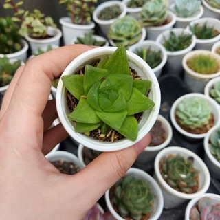 Sen đá ngọc lá lớn