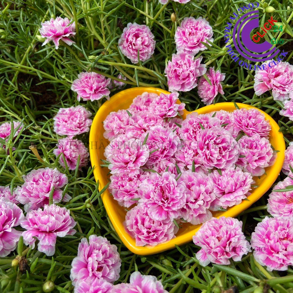 Hoa Mười Giờ SONG HỶ Thái Kép Cành Tơ Siêu Khỏe Ra Rễ Sau 3 Ngày 0867777377