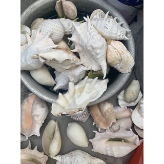 Vỏ ốc siêu to khổng lồ