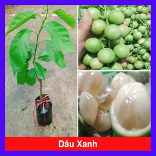 Cây Dâu Xanh - cây ăn quả dễ trồng dễ chăm sóc