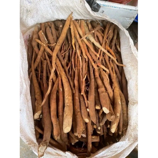 Sâm cau đỏ hàng tươi