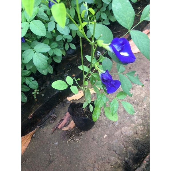 Cây giống hoa đậu biếc kép bông to siêu hoa mua 10 cây tặng thêm 1 cây